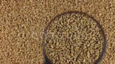 用放大镜检查旋转的小麦颗粒。